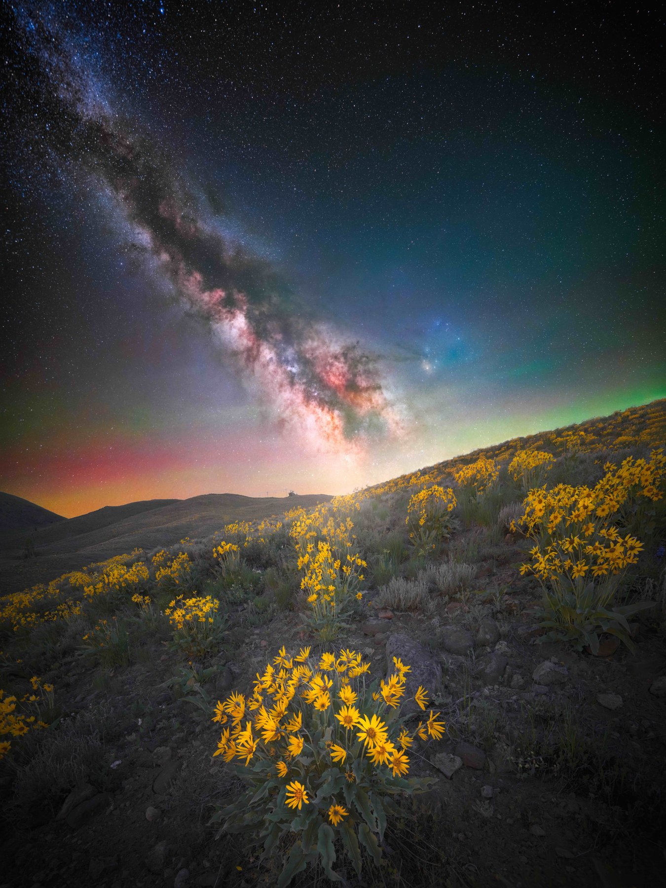 Wildflower Milky Way